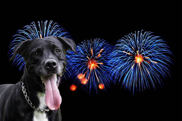istock Smile dog portrait and fireworks 1542527482
