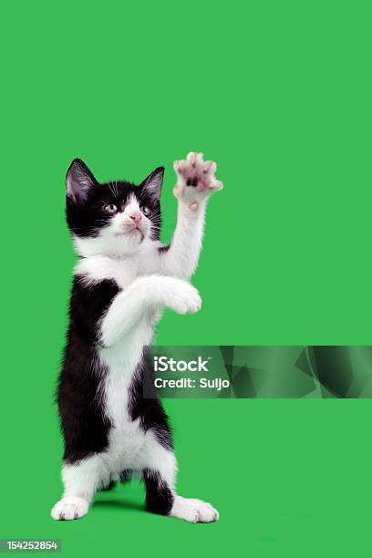 Juguetón Gato Doméstico Abertura Foto de stock y más banco de imágenes de Gato doméstico - Gato doméstico, Fondo verde, Animales cazando