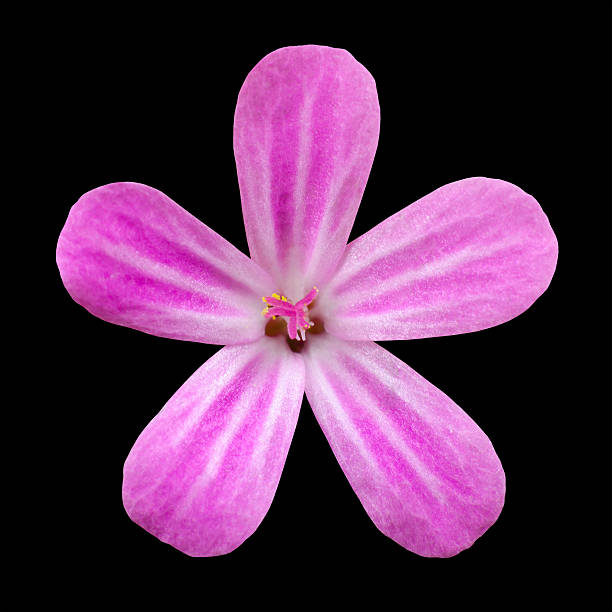 istock Pink Five Petal Flower Isolated on Black Background 154253115