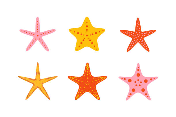 srarfish Cute illustration of starfish for summer design. Starfish design element isolated on white background. starfish stock illustrations