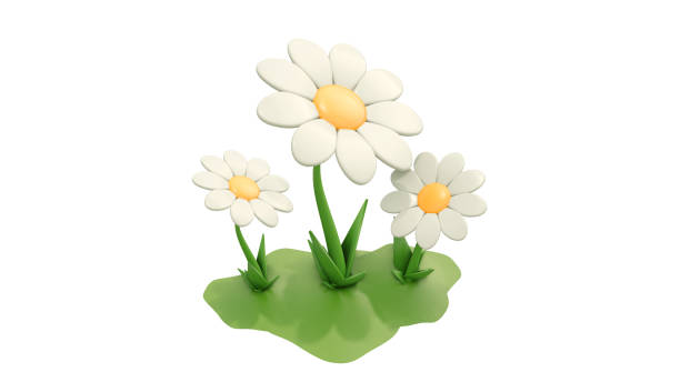 istock Beautiful white Daisy (Marguerite) with a little steble, isolated on white background. 3d render colorful daisy flower. Nature elements isolated on white background. 3d rendering 1542546499