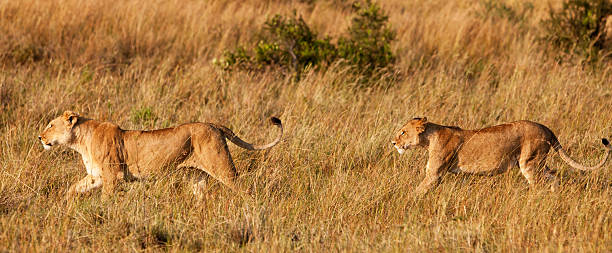 istock Lionesses in the Maasai Mara 154254901