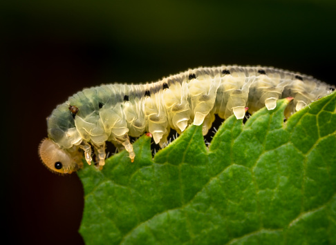 Macrophotography of a Sawfly larva on a green leaf. Close-up and details on black background.