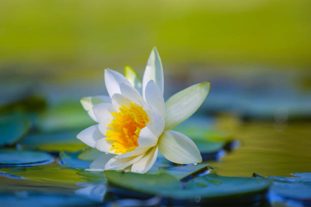 istock closeup  white water lily float in lake 1542563953