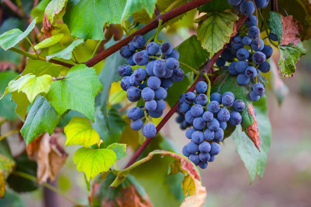 istock closeup grape cluster with leaves, natural vineyard agricultural scene 1542564247