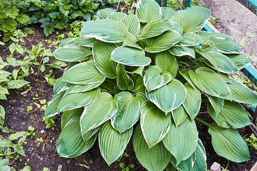 Photo of green hosta plant in flower bed landscaping. Large green leaves.