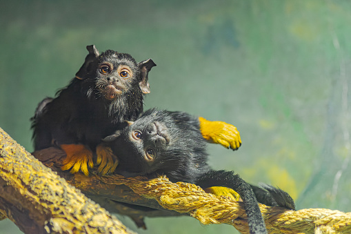 golden-handed tamarin, (Saguinus midas), two individuals leaning on a rope