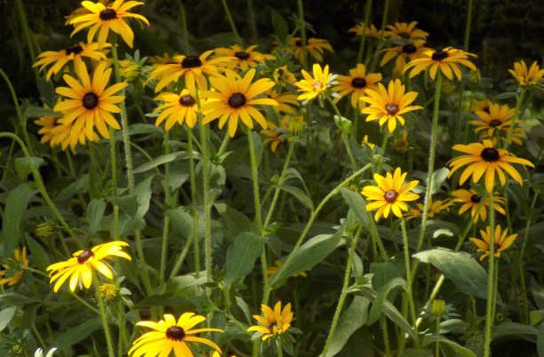 istock Black-eyed Susan in the garden 1542566072