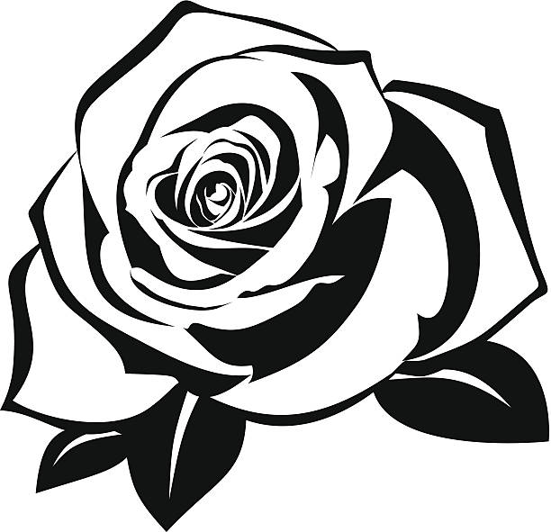 ilustraciones, imágenes clip art, dibujos animados e iconos de stock de negra silueta de rosa con hojas. ilustración vectorial. - silhouette beautiful flower head close up