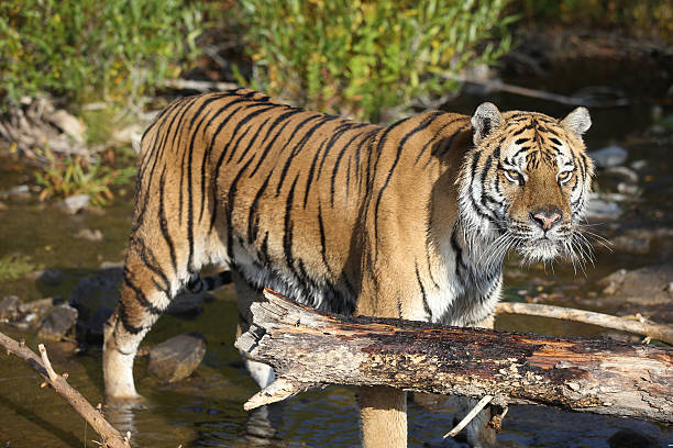istock Siberian Tiger in stream 154257091