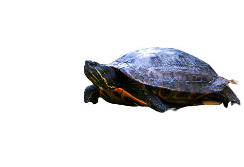 Snapping turtle laying eggs with a white background