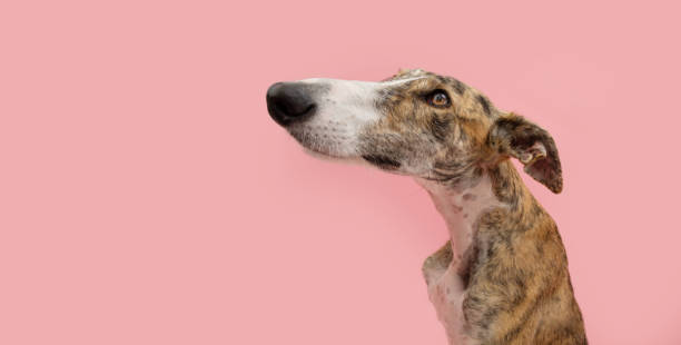 istock Profile brindle greyhound  dog looking away with atentive and sad expression face. Isolated on pink background 1542580379