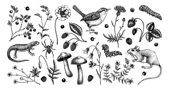 Summer design elements in sketched style. Botanical drawings of wildflowers, herbs, meadows, berries, animals and birds. Vintage wildlife hand-drawn illustrations. Field plants sketches on white