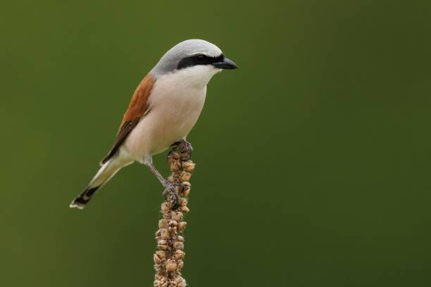 istock Red-backed shrike bird perched on a thin, dry branch against a lush, verdant background 1542622266
