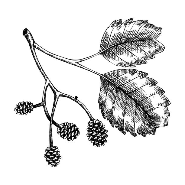 Autumn plant vector sketch Decorative autumn leaf sketch. Alder foliage and cones drawing. Hand drawn botanical element in sketched style. Sketched fall branches illustrations. For Thanksgiving day design. alder tree drawing stock illustrations
