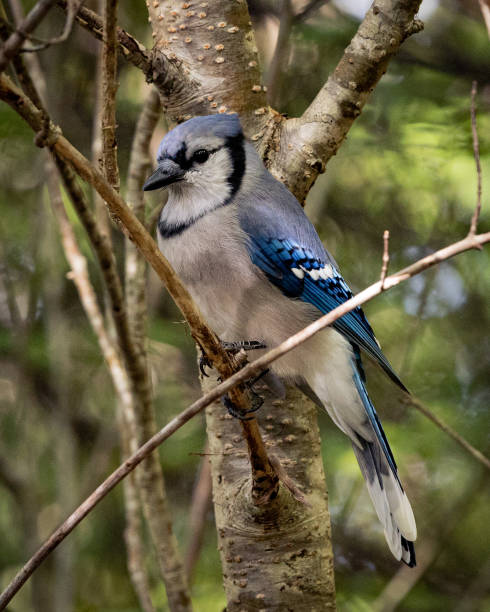 bluejay (bluejay) - 3503 zdjęcia i obrazy z banku zdjęć