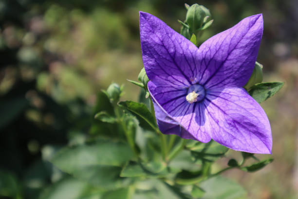 istock Japanese bluebell in bloom, close up. 1542632443