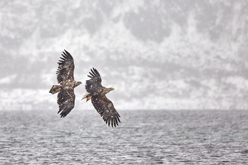 Majestic eagles flying on snowy winter day above sea. Copy space.