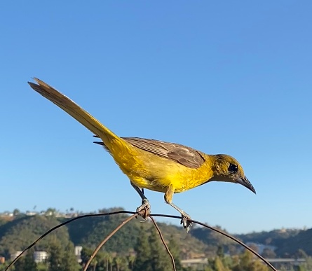 birdwatching in the garden in san diego, california - u.s.a.