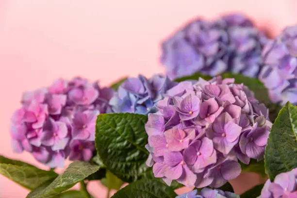 Hydrangea Blooming.Vintage hydrangea flowers on a  background.Hydrangea in a pot.Beautiful spring bouquet. Blue, pink and lilac hydrangea flowers.Flower background. Floral illustration.Retro