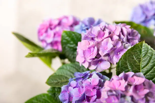 Hydrangea Blooming.Vintage hydrangea flowers on a  background.Hydrangea in a pot.Beautiful spring bouquet. Blue, pink and lilac hydrangea flowers.Flower background. Floral illustration.Retro