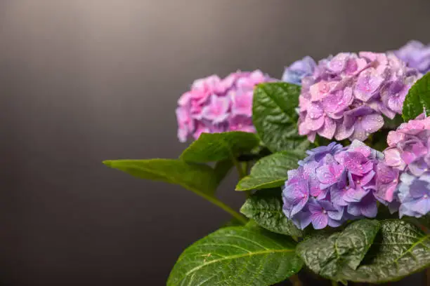 Hydrangea Blooming.Vintage hydrangea flowers on a  background.Hydrangea in a pot.Beautiful spring bouquet. Blue, pink and lilac hydrangea flowers.Flower background. Floral illustration.Retro