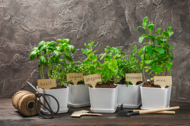 istock Pots with fresh aromatic herbs .Assorted fresh herbs growing in pots on a light background. Close-up. Rosemary, basil, mint, thyme and oregano. Mixed fresh aromatic herbs in a pot.Spicy herbs. 1542655262