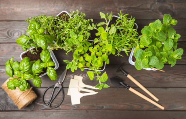 istock Pots with fresh aromatic herbs .Assorted fresh herbs growing in pots on a light background. Close-up. Rosemary, basil, mint, thyme and oregano. Mixed fresh aromatic herbs in a pot.Spicy herbs. 1542655266