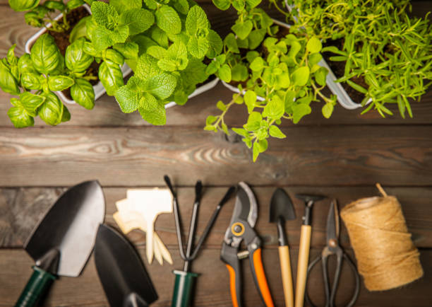 istock Pots with fresh aromatic herbs .Assorted fresh herbs growing in pots on a light background. Close-up. Rosemary, basil, mint, thyme and oregano. Mixed fresh aromatic herbs in a pot.Spicy herbs. 1542655301