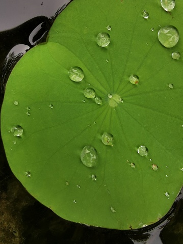 Lotus leaf , lotus effect refers to self-cleaning properties that are a result of ultrahydrophobicity as exhibited by the leaves of Nelumbo, the lotus flower.