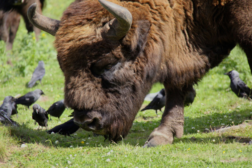 European Bison (Bison bonasus) are taller and less muscular than the American bison. European bison prefer woodland habitat where they will exist in small herds eating leaves and vegetation