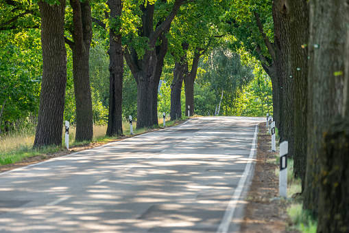 Country road with trees in Brandenburg - Saarmund