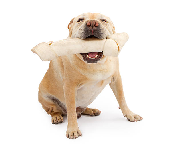 English Bulldog Mixed Breed Dog With Large Bone A big English Bulldog and Chinese Shar-Pei mix dog with a very large rawhide bone in his mouth bulldog photos stock pictures, royalty-free photos & images