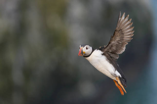 istock Puffin landing on Skomer Island 1542667706