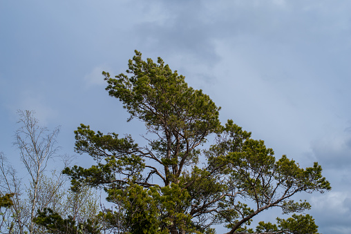 Low angle view of pine tree in Kassari Landscape Protection area - naturally beautiful and diverse area in the southeastern part of Hiiumaa Island, Hiiumaa, Estonia.