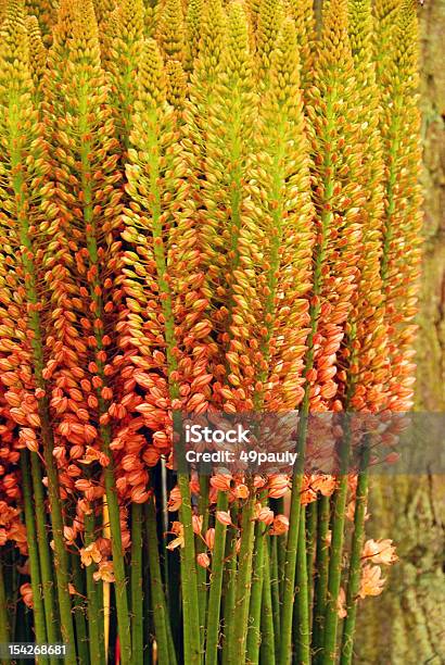 Photo libre de droit de Eremurus Cléopâtre Contre Tronc Darbre banque d'images et plus d'images libres de droit de Bouquet de fleurs - Bouquet de fleurs, Capitule, Fleur - Flore