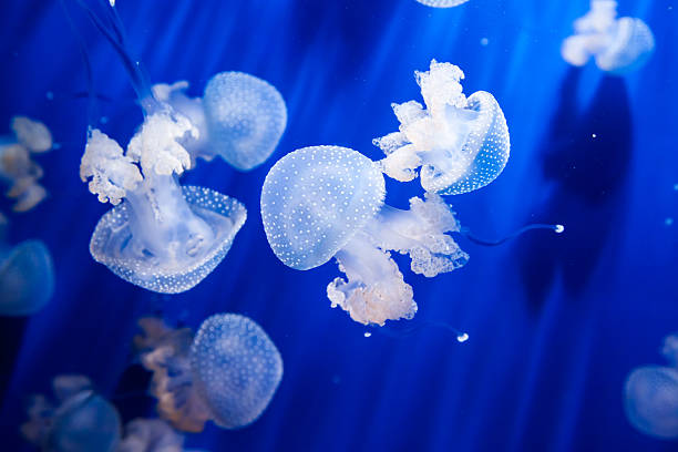 istock Jellyfish in an aquarium with blue water 154270045