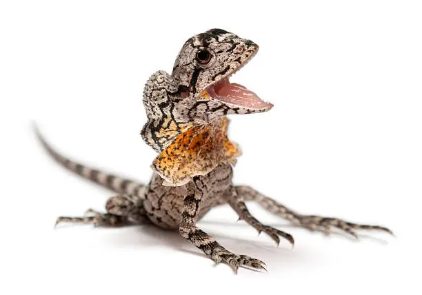 Frill-necked lizard also known as the frilled lizard, Chlamydosaurus kingii, in front of white background