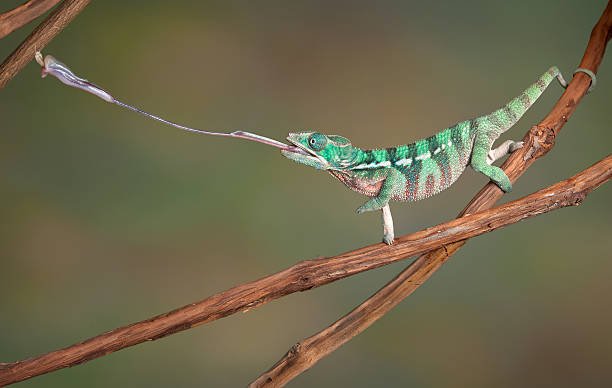 Chameleon shoots out tongue A baby Ambilobe Panther Chameleon is shooting out his tongue to catch a cricket. chameleon stock pictures, royalty-free photos & images