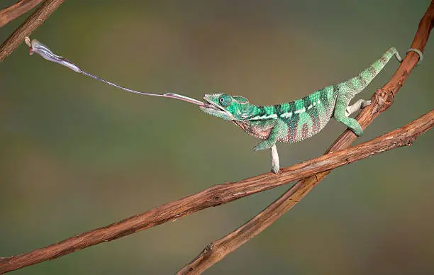 A baby Ambilobe Panther Chameleon is shooting out his tongue to catch a cricket.