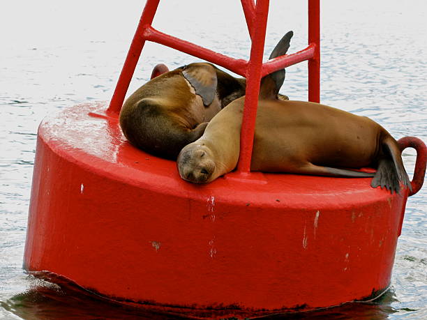istock Lazy Sea Lions 154270265