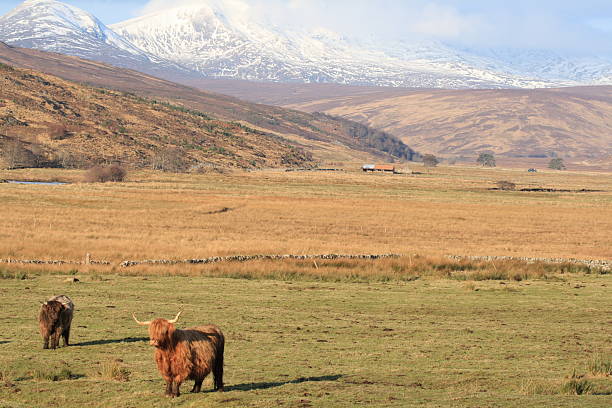 istock Highland Cattle in Landscape 154270576