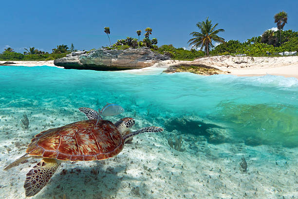 karibik-landschaft mit grüne schildkröte - karibisches meer stock-fotos und bilder