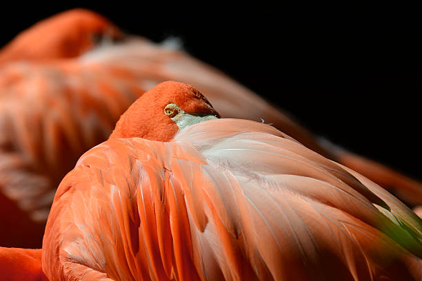 istock Greater Flamingo with orange plumage 154271501