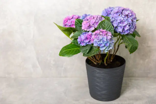 Hydrangea Blooming.Vintage hydrangea flowers on a  background.Hydrangea in a pot.Beautiful spring bouquet. Blue, pink and lilac hydrangea flowers.Flower background. Floral illustration.Retro