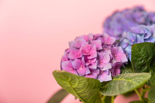 istock Hydrangea Blooming.Vintage hydrangea flowers on a  background.Hydrangea in a pot.Beautiful spring bouquet. Blue, pink and lilac hydrangea flowers.Flower background. Floral illustration.Retro 1542715917