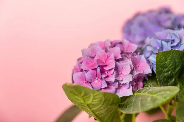 Hydrangea Blooming.Vintage hydrangea flowers on a  background.Hydrangea in a pot.Beautiful spring bouquet. Blue, pink and lilac hydrangea flowers.Flower background. Floral illustration.Retro