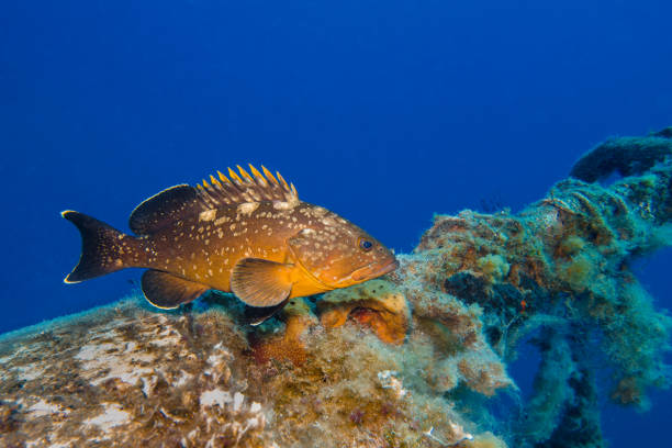 Epinephelus marginatus