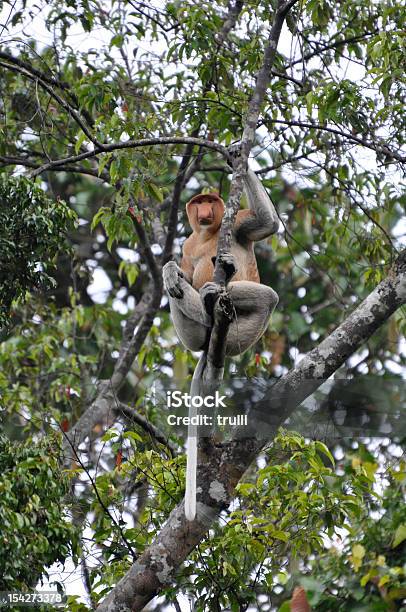 テングザル - キナバタンガン野生生物保護区のストックフォトや画像を多数ご用意 - キナバタンガン野生生物保護区, テングザル, ボルネオ島