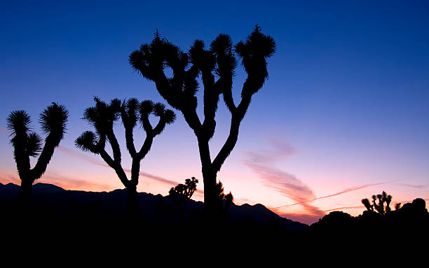 istock Sunset, Joshua Tree National Park 154273972